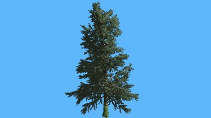 White Fir on Blue Screen Thin Coniferous Evergreen Tree is Swaying at the Wind Needle-Like Leaves on the Tree Abies Concolor Windy Computer Animation