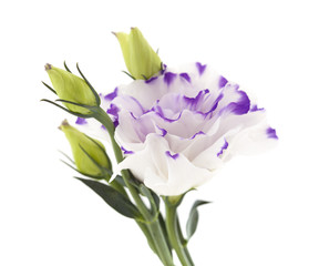 white and blue Lisianthus flower isolated on white