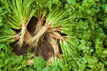 Parsley on Threshing basket top view