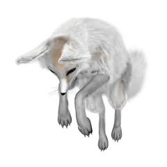 3D Rendering Fennec Fox on White