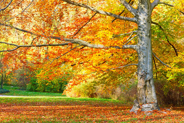 fall tree with golden leaves in sunny day close up