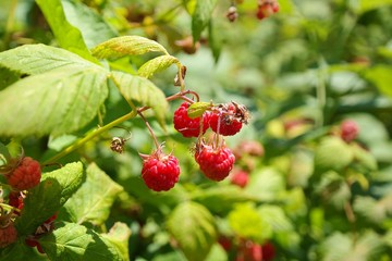 Summer Raspberries