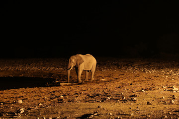 Fototapeta na wymiar Elephant in Namibia - animal in the african desert - waterhole at night - wasserloch bei nacht