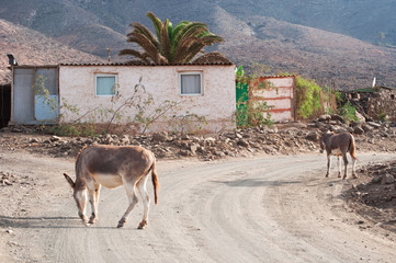 Fuerteventura, Isole Canarie: il villaggio di Cofete, uno dei più piccoli dell'isola sorto alle spalle di montagne altissime, il 7 settembre 2016