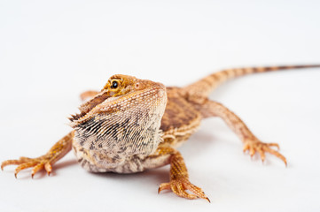 one agama bearded on white background.reptile close-up.