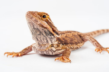 Fototapeta premium one agama bearded on white background.reptile close-up.