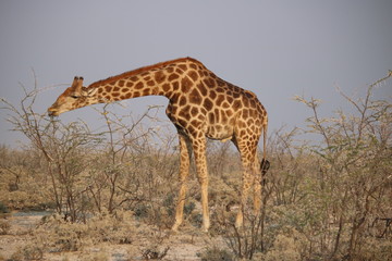 Giraffe in Namibia - animals in african desert