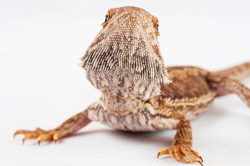 one agama bearded on white background.reptile close-up.