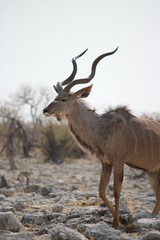 Naklejka na ściany i meble Kudu - Strepsiceros - Antelope - Antilope