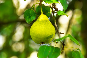 Healthy Organic Pear on tree