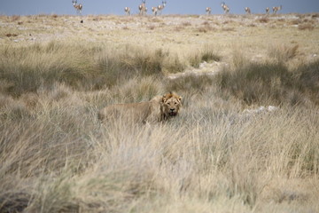 Fototapeta na wymiar Lion - löwe - panthera leo in Namibia
