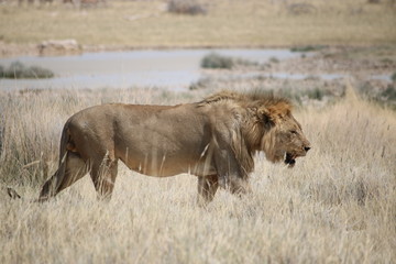 Plakat Lion - löwe - panthera leo in Namibia