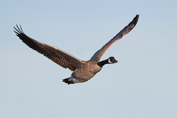 Canada goose (Branta canadensis)