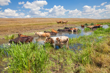 Obraz premium cattle standing in the water