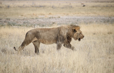Lion - löwe - panthera leo in Namibia