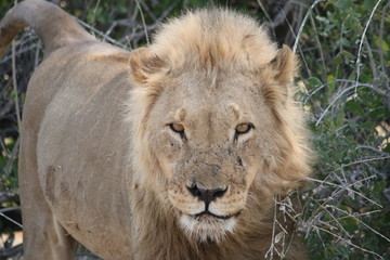 Obraz na płótnie Canvas Lion - löwe - panthera leo in Namibia