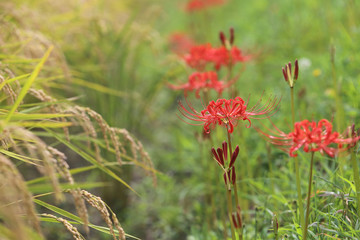 彼岸花と稲穂