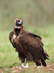 Black vulture (Aegypius monachus)