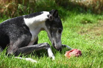 Fototapeta premium Hund frisst rohes Fleisch