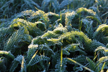 The first frosts on a grass in Siberia