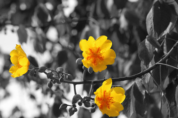 Yellow cotton tree on black and white background - 122404442