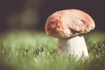 Steinpilz im Qerformat