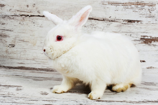 White rabbit on a wooden background