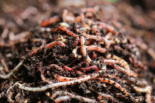 Kompostwürmer 