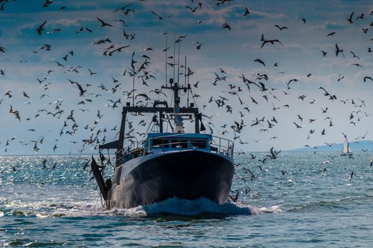 Fototapeta Retour de pêche d'un chalutier.