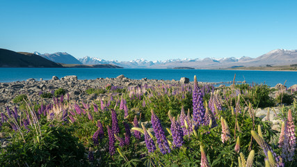Fields of lupine in lake Tekapo
