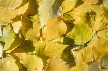 Autumn background of bright yellow birch leaves