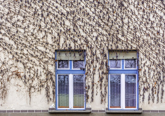 Fototapeta na wymiar Dry grape vines on a house facade with two windows