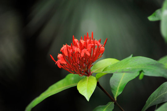 Isolated Queensland tree waratah flower in the garder