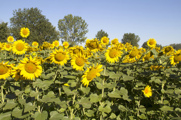 sunflowers
