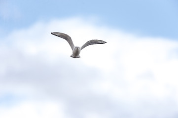Bonaparte's Gull making eye contact