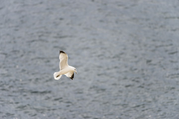 Ring-billed gull graceful bank
