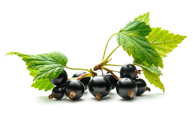 Fresh black currant with leaves