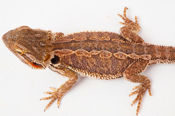 one agama bearded on white background.reptile close-up.