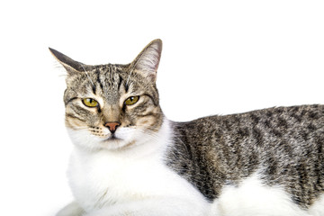 stray cat is sitting against isolated white background