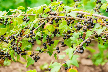 Branch of fresh black currant