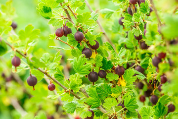 Branch of fresh gooseberry