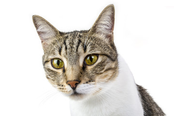 Obraz premium stray curious cat is sitting against isolated white background. Head shot. Green eyes. Looking outside of camera.