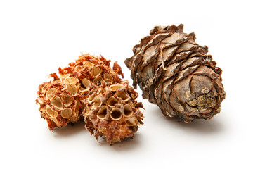 Pine cones