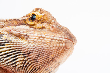 one agama bearded on white background.reptile close-up.