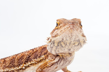 one agama bearded on white background.reptile close-up.