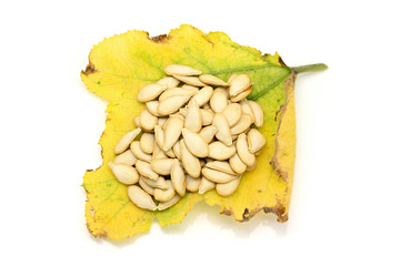 dried pumpkin seeds on yellowing and dying pumpkin leaves