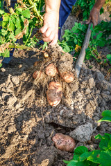 Young potato in soil