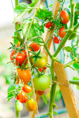 Fresh tomato bushes in greenhouse