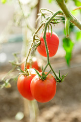 Fresh tomato bushes in greenhouse