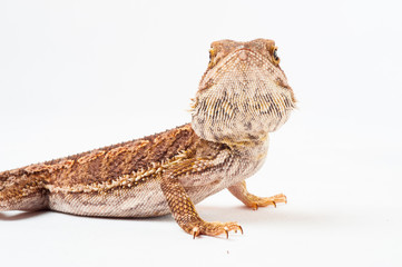 Obraz premium one agama bearded on white background.reptile close-up.